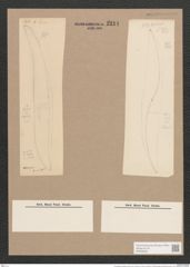 Rhoicosigma compactum (Grev.) Grun. (de-Toni-Nr.: Genus 15, Species 1125) Zeichnungen Sammlung Grunow Nr. 2214 (NHMW-BOT-W0369296)